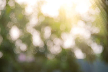 Blurred natural and light background in the park.の写真素材