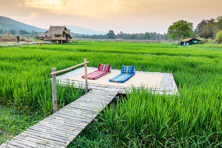 Relaxing couch in rice field, Comfortable bed in a green field.の写真素材