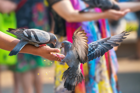 Pigeons eat food from a hand in the parkの写真素材