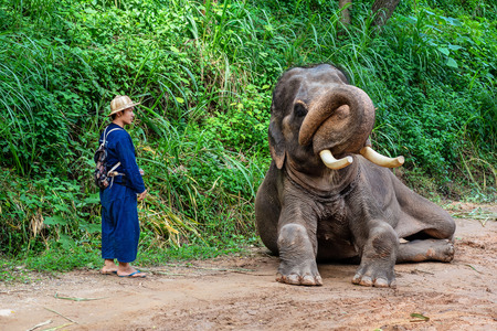 CHIANG MAI, THAILAND - JUNE 3, 2018 :   Mahout and elephant, The activities at MAESA ELEPHANT CAMP in Chiang Mai, Thailand.  Activities that make everyone love and care for elephants.のeditorial素材