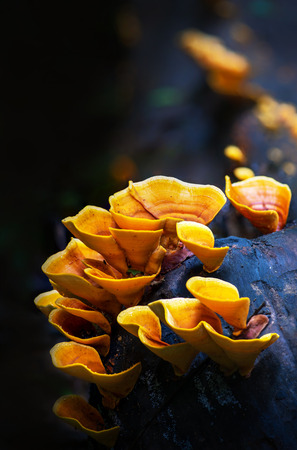 Yellow mushrooms deep in the forest, Wild mushrooms are beautiful and rare.の写真素材
