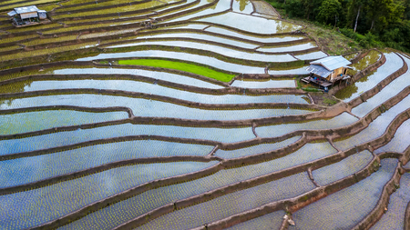 Aerial drone shot of top view Terraced Paddy Field in Mae-Jam Village , Chaing mai Province , Thailand. Top view Pa Pong Piang rice field.の写真素材