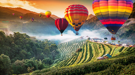 Colorful hot air balloons flying over Tea plantation 2000 's in the Doi Ang Khang, Chiang Mai, Thailand.の写真素材