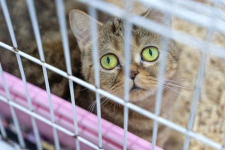 Closeup of one tabby kitten cat looking through a cageの写真素材