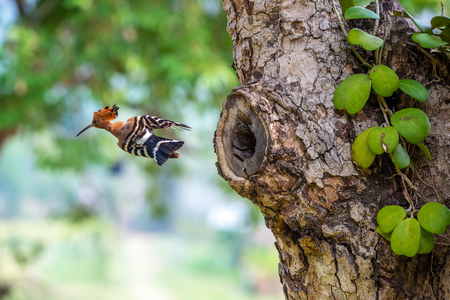 Parent bird feeding a chick in a nest in a tree hole. Eurasian Hoopoe or Common hoopoe (Upupa epops) bird.の写真素材