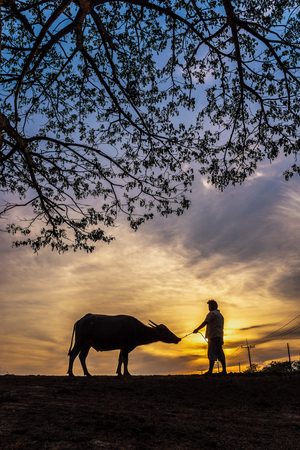 Silhouette Thai buffalo and farmer man in sunset, Nakhon Si Thammarat, Thailandの写真素材