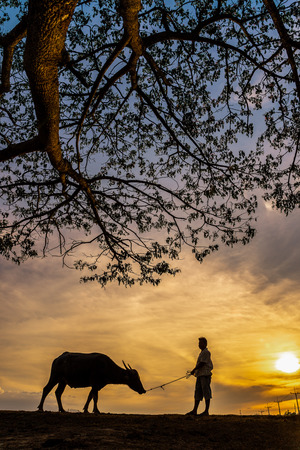 Silhouette Thai buffalo and farmer man in sunset, Nakhon Si Thammarat, Thailandの写真素材