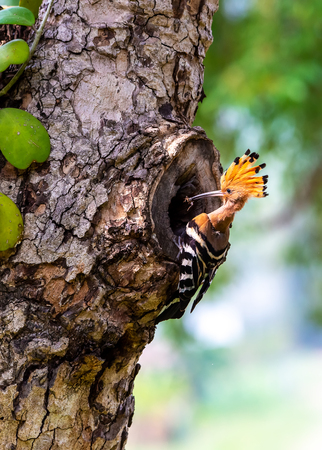 Parent bird feeding a chick in a nest in a tree hole. Eurasian Hoopoe or Common hoopoe (Upupa epops) bird.の写真素材