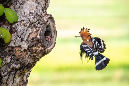 Eurasian Hoopoe or Common hoopoe (Upupa epops)の素材 [FY310124819307]