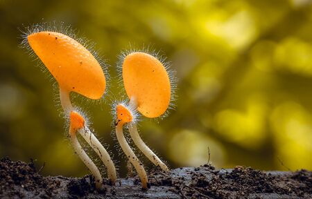Macro of Tiny orange Cookeina mushroom on decay wood in rain forest and Yellow Bokeh Background