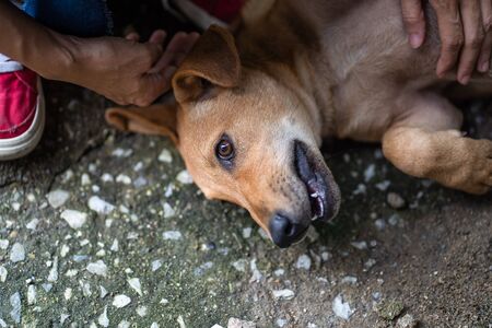 Closeup portrait of brown dog, focus on the eye. dog looking into the cameraの写真素材