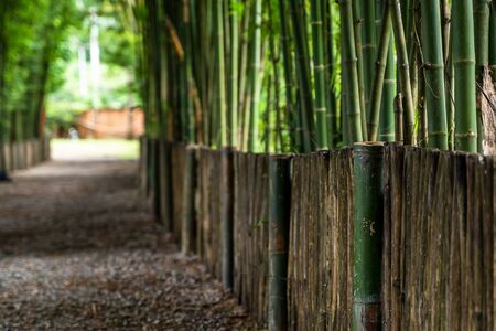 Green bamboo in the forest nature backgroundの写真素材