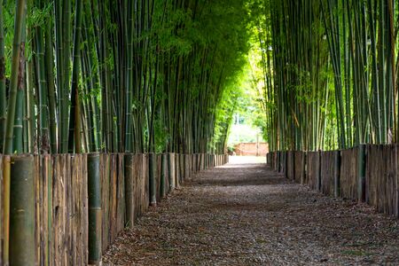 Green bamboo in the forest nature backgroundの写真素材