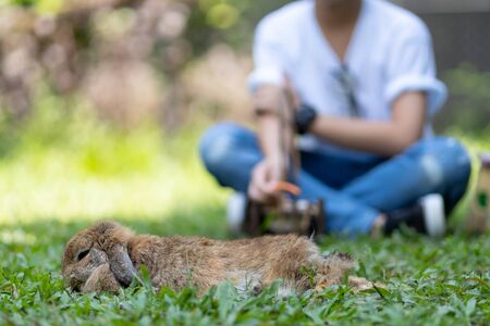 Little kid with bunny , feeding rabbits with carrotの写真素材