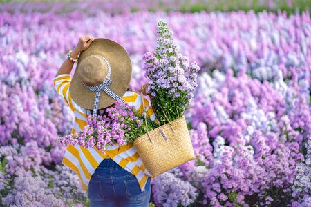 Happy woman relaxing in violet Margaret flower field, Chiang Mai Thailandの写真素材