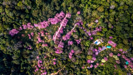 Aerial from drone, Pink sakura tree or Wild Himalayan Cherry on mountain,  Doi Suthep Chiangmai, Thailand. Top view.の写真素材