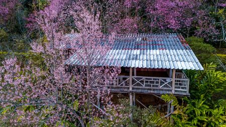 Cherry blossom tree with house in spring time over blue sky on nature background.の写真素材