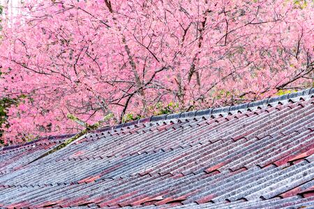 Cherry blossom tree on roof in nature background. Shallow depth of field.の写真素材