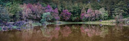 Panorama of Cherry blossom tree and reflection on pond in nature backgroundの写真素材