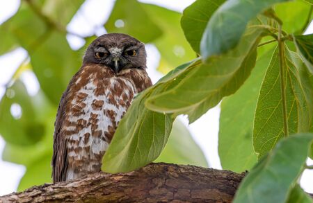 Brown hawk-owl (Ninox scutulata) also known as The Brown Boobook perched on branch in the jungle of Thailand, Predator bird.の写真素材