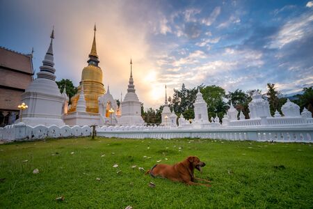 Dog lying on the grass at Wat Suan Dok Temple in twilight, is a Buddhist temple,  Landmark of Chiang mai Thailand.
の写真素材