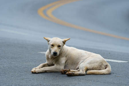Abandoned homeless stray dog is lying in the street.  Lonely homeless stray dog is laying at...