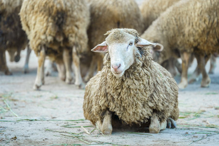 Sheep lying in the flockの写真素材