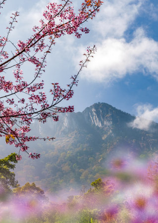 Cherry blossom flowers blooming around the hill of Khunwang mountain at Inthanon Chiang Mai province, Thailand.の写真素材