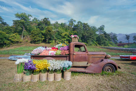 Chiang Mai, Thailand - January 22, 2021: Image in side of the old sports car scene front flower garden with mountain in the back.のeditorial素材