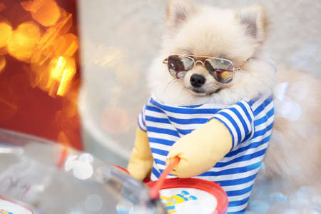 Smart Pomeranian dog wearing glasses with toy drums. Cute and Funny animals.の写真素材