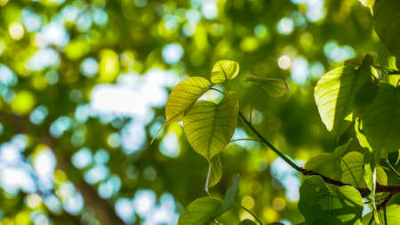 Pho or bodhi leave with sunlight and bokeh background.の写真素材