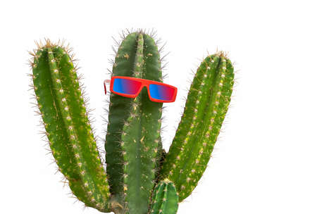 Cactus wearing pink sunglasses on white background, Cactus lovely concept. Isolated cactus on white backgroundの写真素材