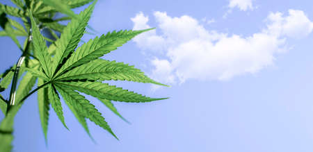 Cannabis or marijuana leaves against the blue sky and white clouds , with copy space. Medical marijuana conceptの写真素材