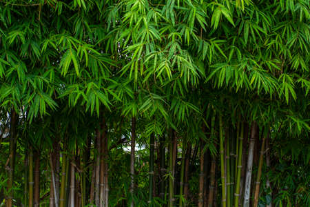 Asian bamboo forest, green nature background, Selective focusの写真素材