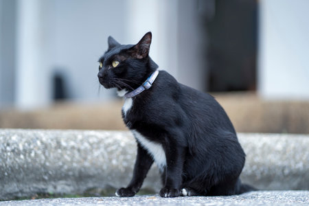 Black cat with yellow eyes lying on the pavement. Head turned to the side on a sunny summer day, Selective focus.の写真素材