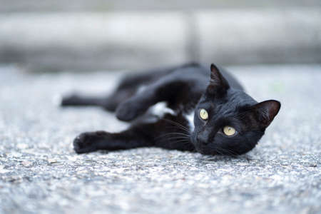 A black domestic shorthair cat rolling around in an outdoor on cement floor. Domestic pet cat laying...