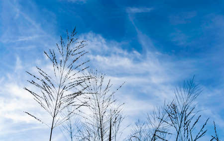 Silhouette grass flower on blue sky and white cloudsの写真素材