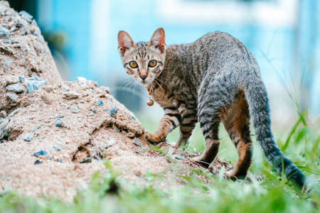A black and brown outdoor cat playing on green meadow