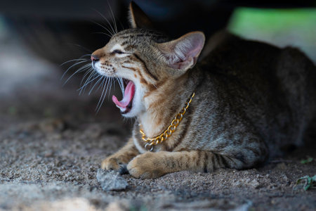 Cat portrait, A cute cat with long tongue is yawning under the carの写真素材