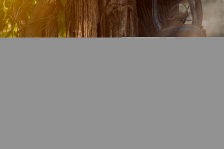 Old rusty kerosene lamp hanging from the tree, Old lamp classic on treeの写真素材