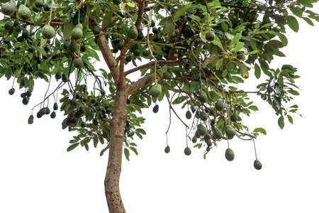 Avocado tree full of fruit ready for harvesting on white background