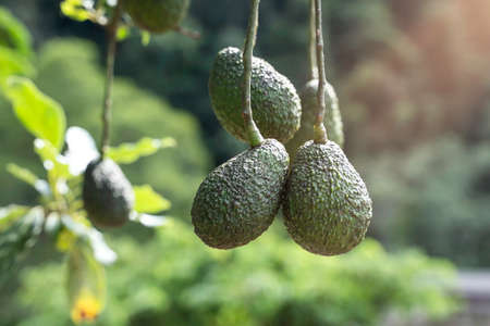 Raw avocado or nut butter fruit hanging on tree in garden