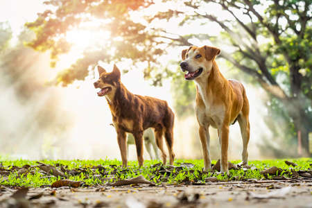 Happy dogs standing on grass outdoors and sun rays through the trees background.