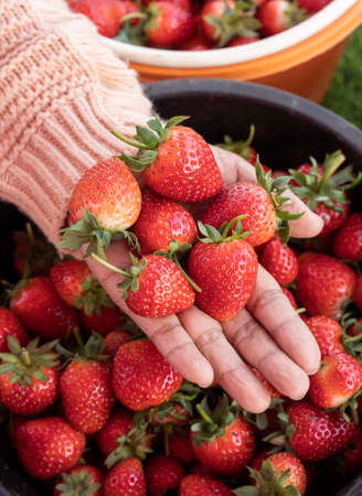 Woman holding many fresh strawberries in her hand. Sharing fresh strawberries from the garden.