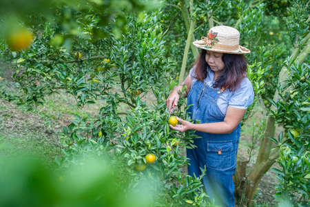 Asian middle age woman gardener picking organic orange in a orange orchard, harvesting ripe orange crop. Agriculture harvesting and plantation concept.の写真素材