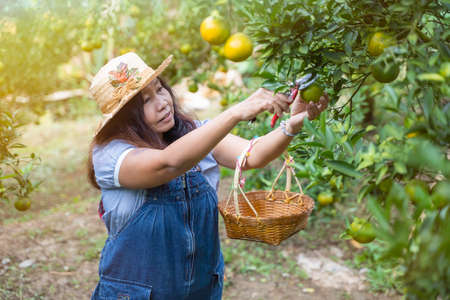 Asian middle age woman gardener picking organic orange in a orange orchard, harvesting ripe orange crop. Agriculture harvesting and plantation concept.の写真素材