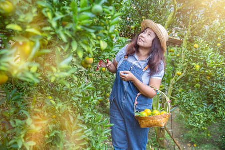 Asian middle age woman gardener picking organic orange in a orange orchard, harvesting ripe orange...