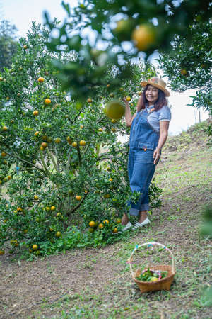 Asian middle age woman gardener picking organic orange in a orange orchard, harvesting ripe orange crop. Agriculture harvesting and plantation concept.の写真素材