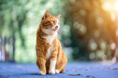 Beautiful cat on blurred bokeh background. Cat saw something seriously, with an expression of wonder. Cat in nature, Portrait of a catの写真素材