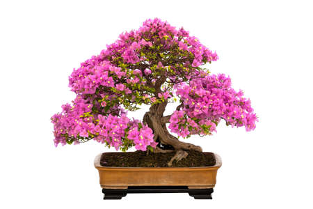 beautiful bonsai bougainvillea isolated on white background